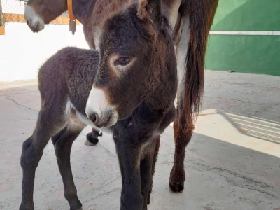 La Canya es suma a la família La Canya es suma a la família