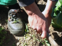 Hort solidari de Can Miralpeix Hort solidari de Can Miralpeix