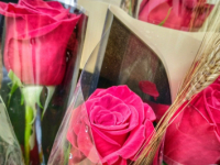 Bona diada de Sant Jordi Bona diada de Sant Jordi