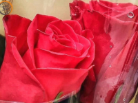 Us desitgem una feliç Diada de Sant Jordi! Us desitgem una feliç Diada de Sant Jordi!